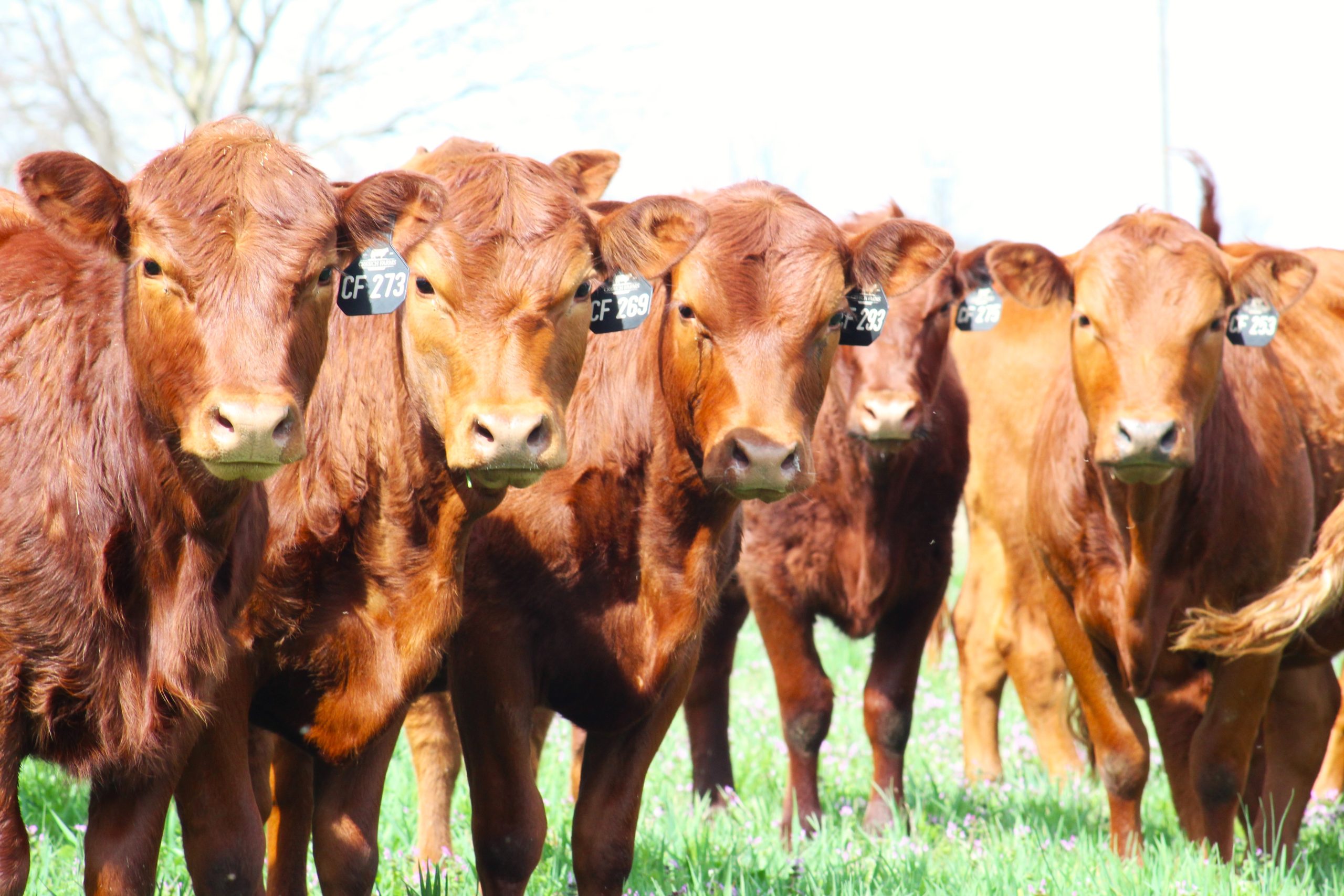 South Poll Cattle